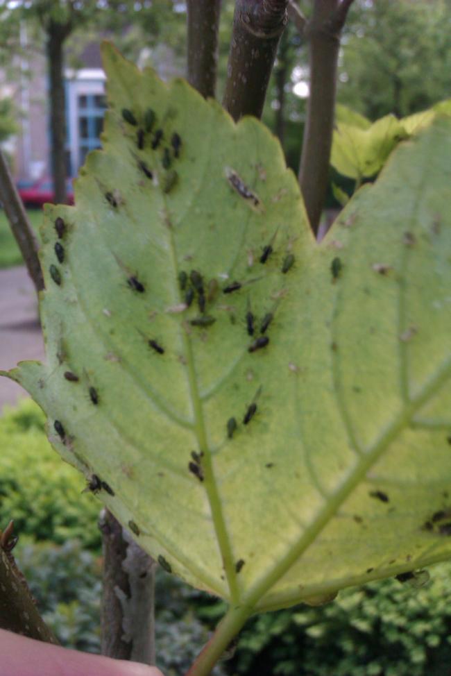 Kleine Vliegjes In De Tuin / Strakke Klein Tuin Met Zwembad En Vlonderterras Ligbedden Zwembad Kleine Vliegjes In De Tuin / Strakke Klein Tuin Met Zwembad En Vlonderterras Ligbedden Zwembad
