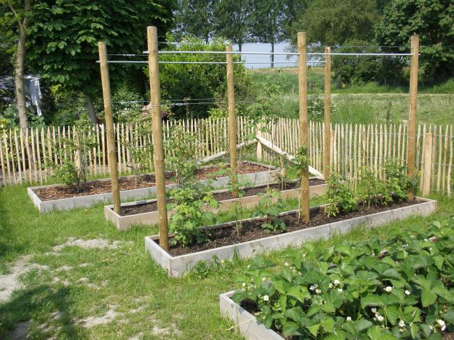 Weer een beginnende moestuinier Moestuin Forum Voor en door moestuin liefhebbers Weer een beginnende moestuinier Moestuin Forum Voor en door moestuin liefhebbers