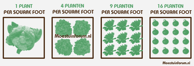 aantal-planten-vierkante-meter-tuin-makkelijke-moestuin.gif