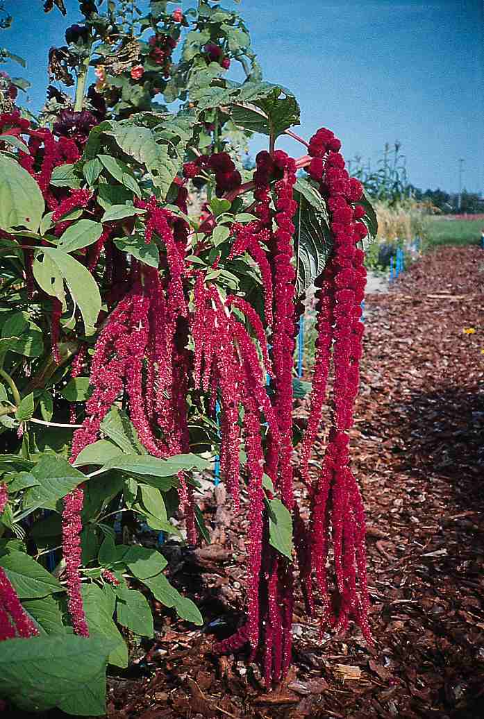 Amaranthus Caudatus 'Dreadlocks' (Love-Lies-Bleeding), 46% OFF