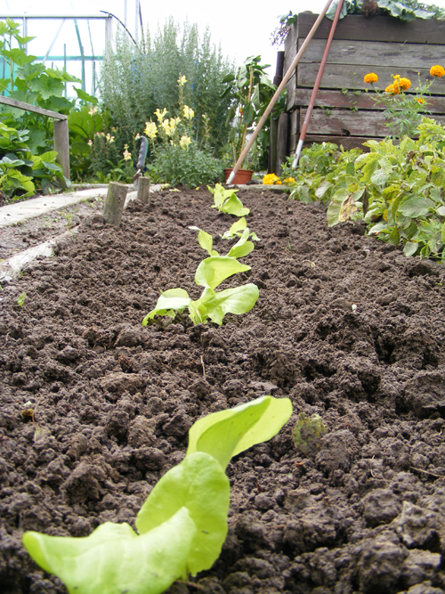 1-sla-uitplanten.jpg