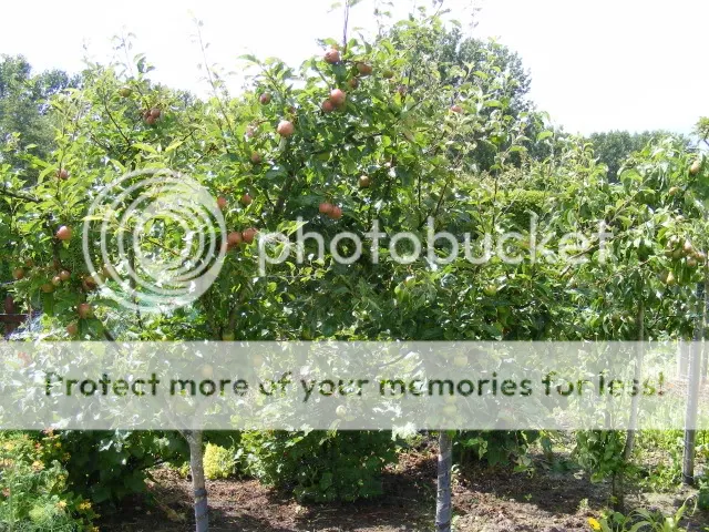 12-appels.jpg