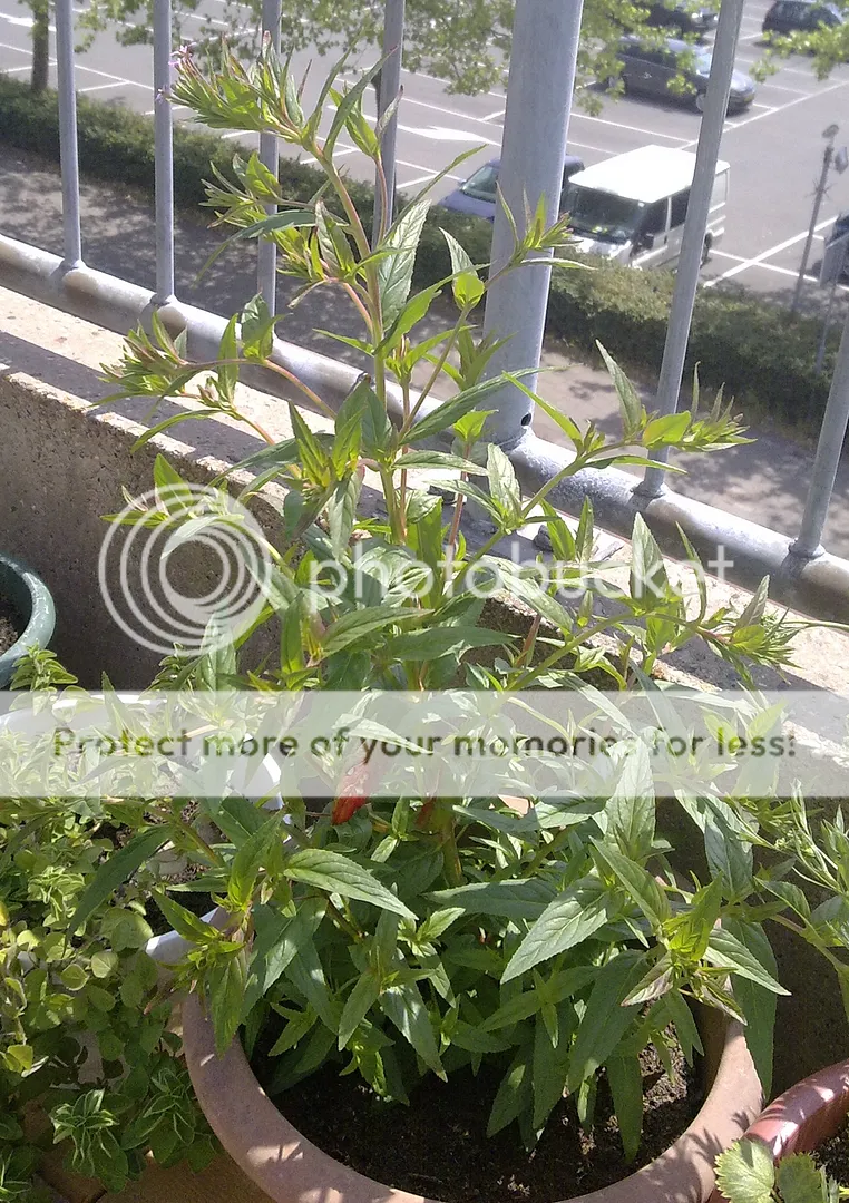 17062015751_zpsq3pbmqgc.jpg