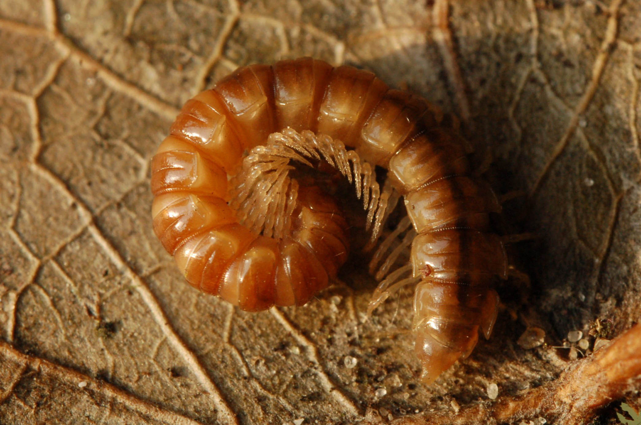 Kasplatrug Oxidus gracilis | Nederlands Soortenregister