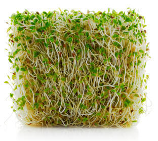 1966_alfalfa_sprouted_1.jpg