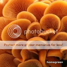 1enoki.jpg