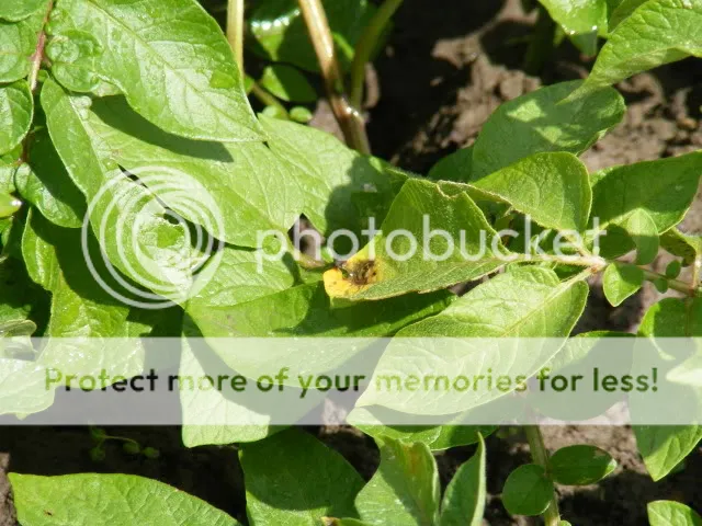 2-bildstar-phytopthora.jpg
