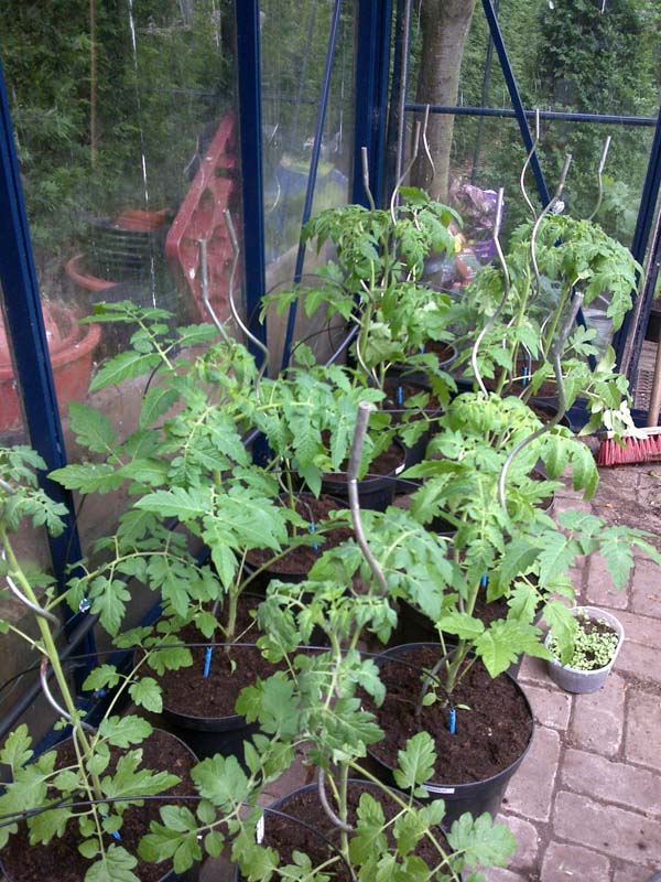 2-tomaten-10l-kas.jpg