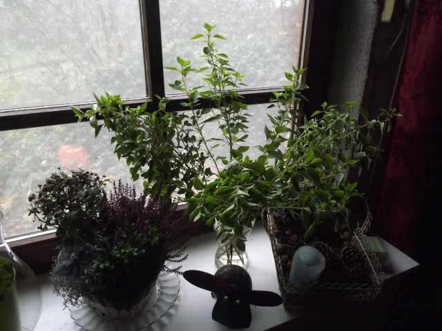 20043702hv.jpg