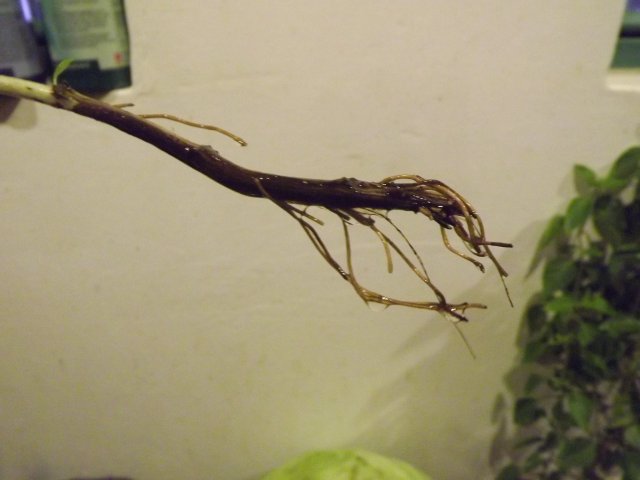 20043704zd.jpg