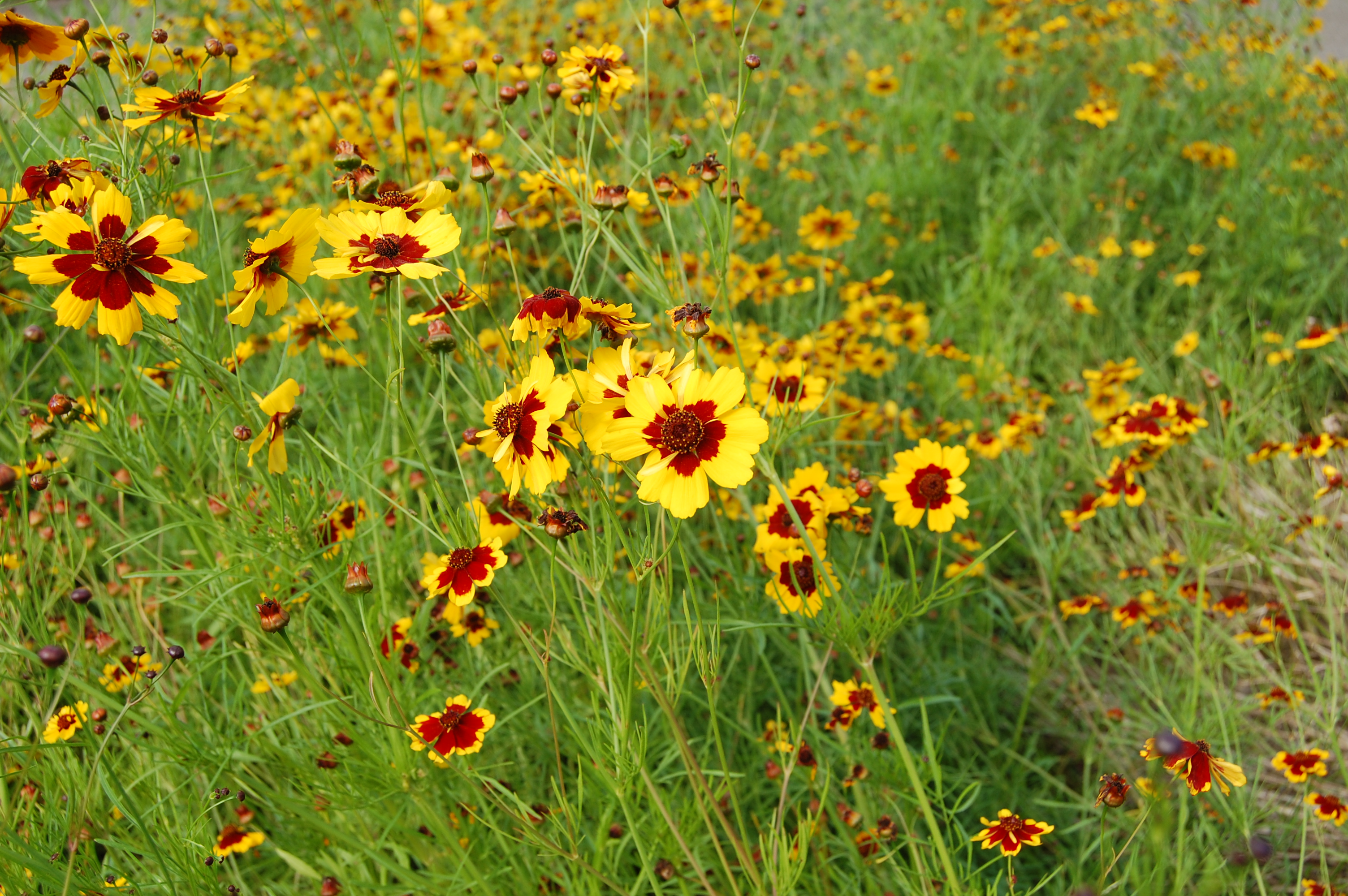 2007_coreopsis_tinctoria.jpg