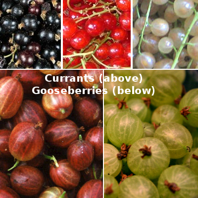 20100314fruits.jpg