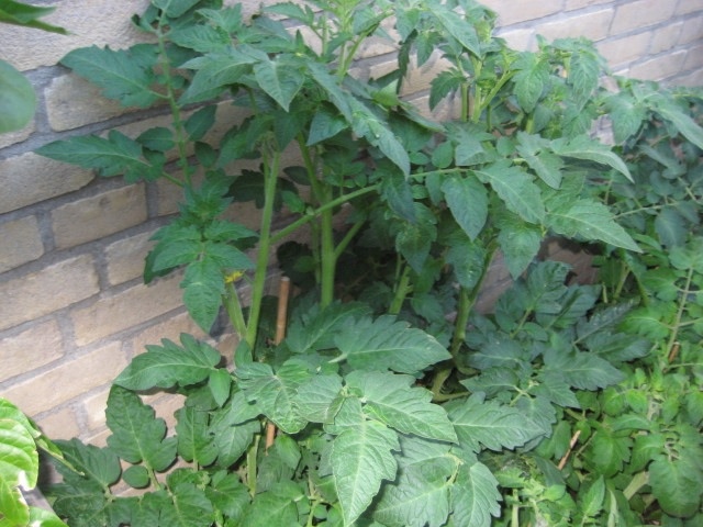20110815-044153.jpg