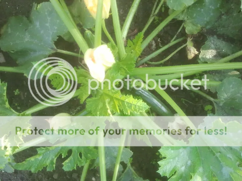 2012-07-11180709.jpg