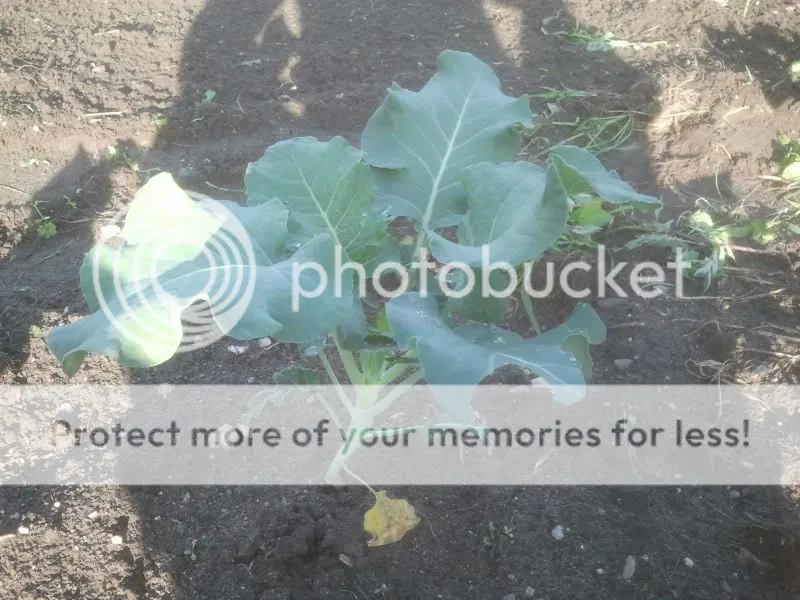 2012-07-11180724.jpg