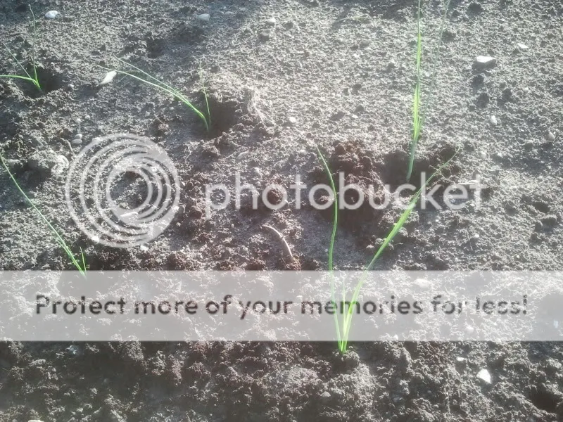 2012-07-11180738.jpg