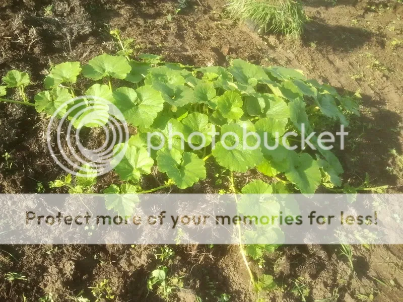 2012-07-11180811.jpg