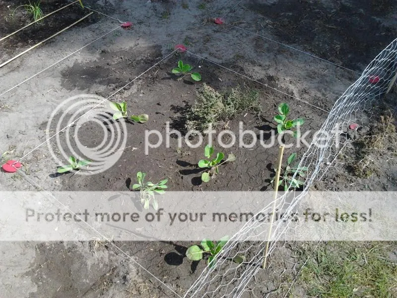 2014-04-17121807_zps5e6ea6c4.jpg