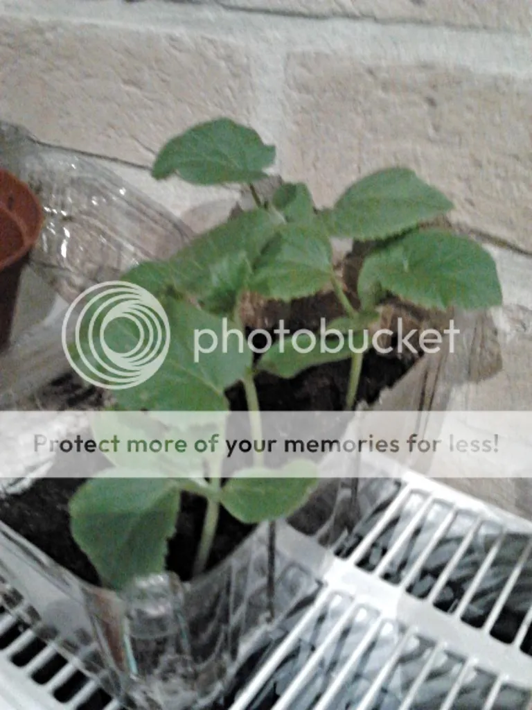 2014-04-25230602_zps6e4fe8a3.jpg