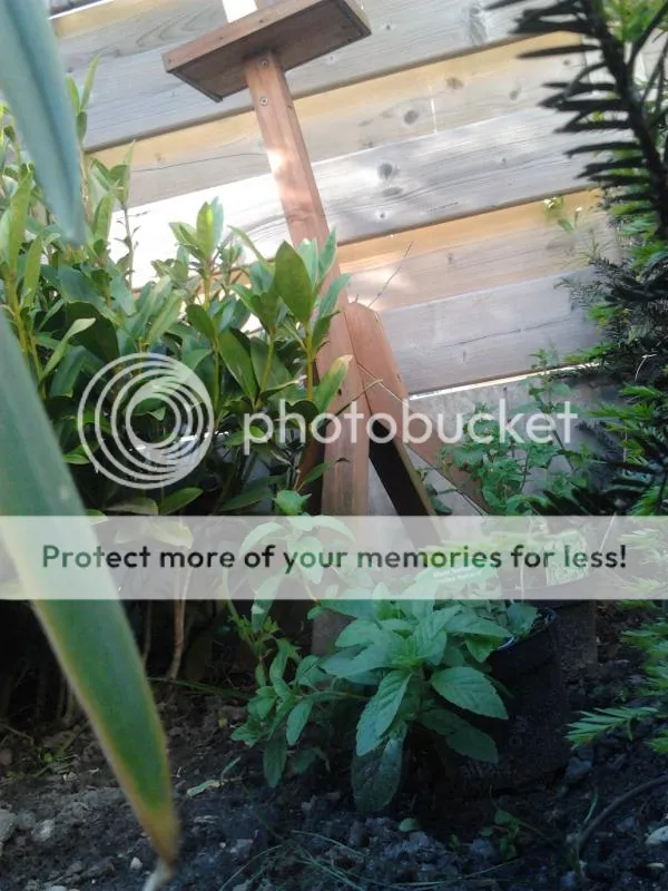 2014-05-16192536_zps9b11e6dd.jpg