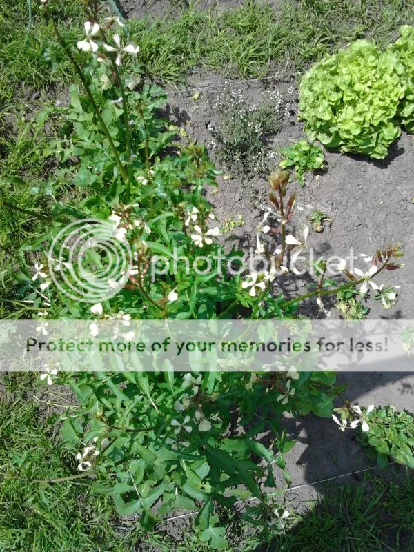 2014-05-31131926_zps008885e8.jpg