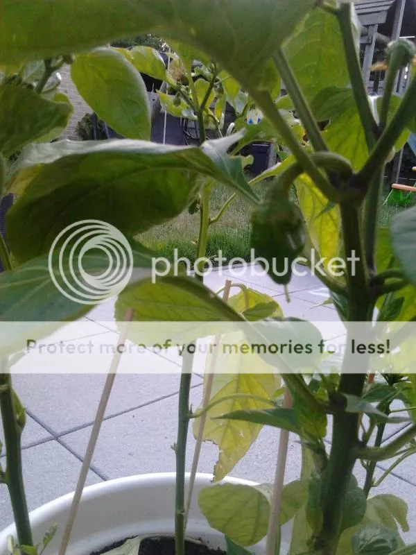 2014-07-02202418_zps4822cba5.jpg