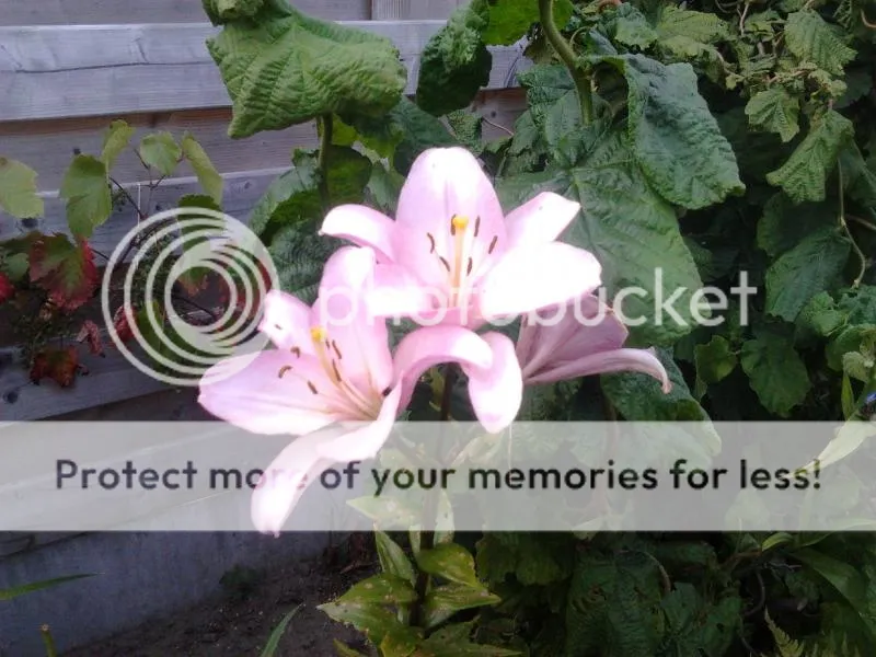 2014-07-02202557_zpsdec0bed5.jpg