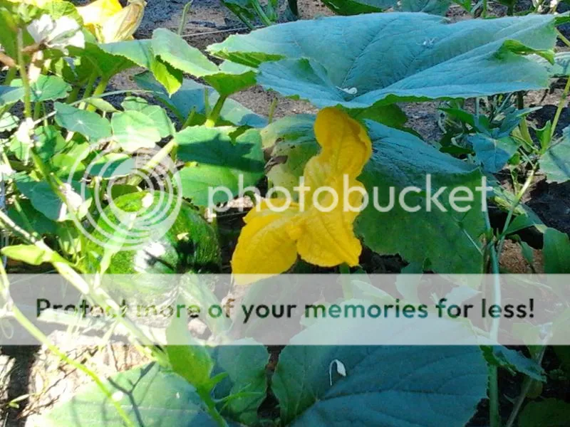 2014-07-03101539_zps5df9e147.jpg