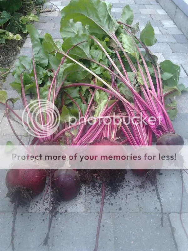 2014-07-12131301_zpsb962c0d4.jpg