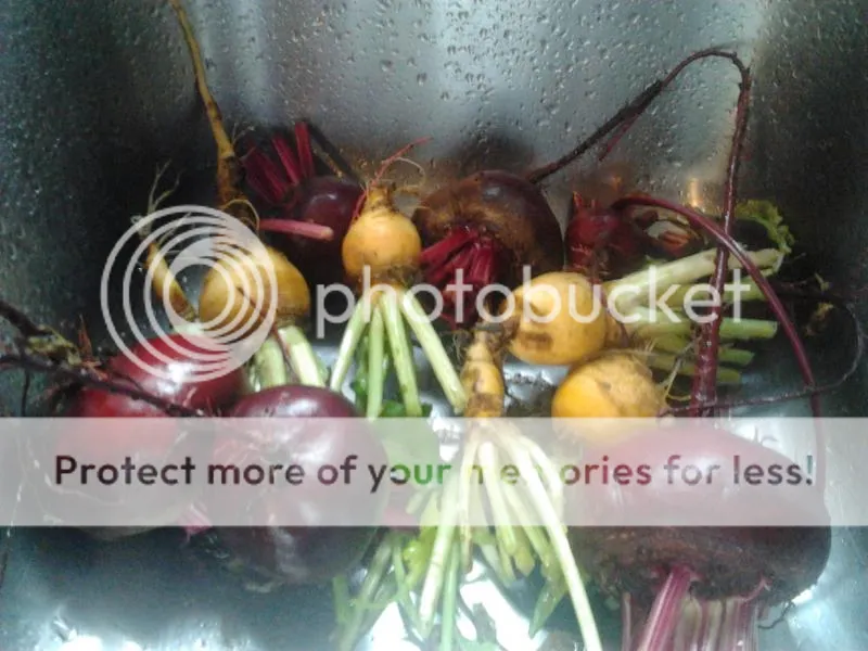 2014-07-12132918_zpsbca8fbd5.jpg