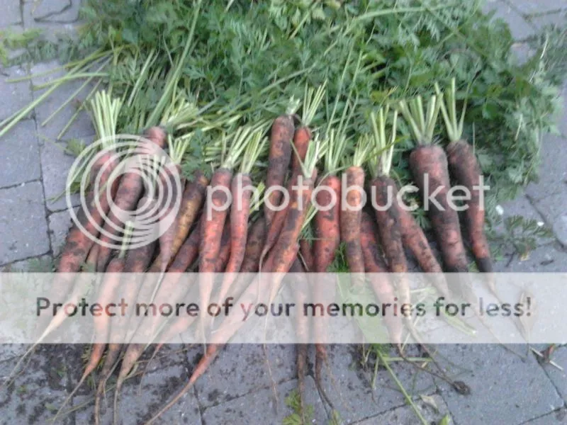 2014-07-14214949_zps909bcbb4.jpg