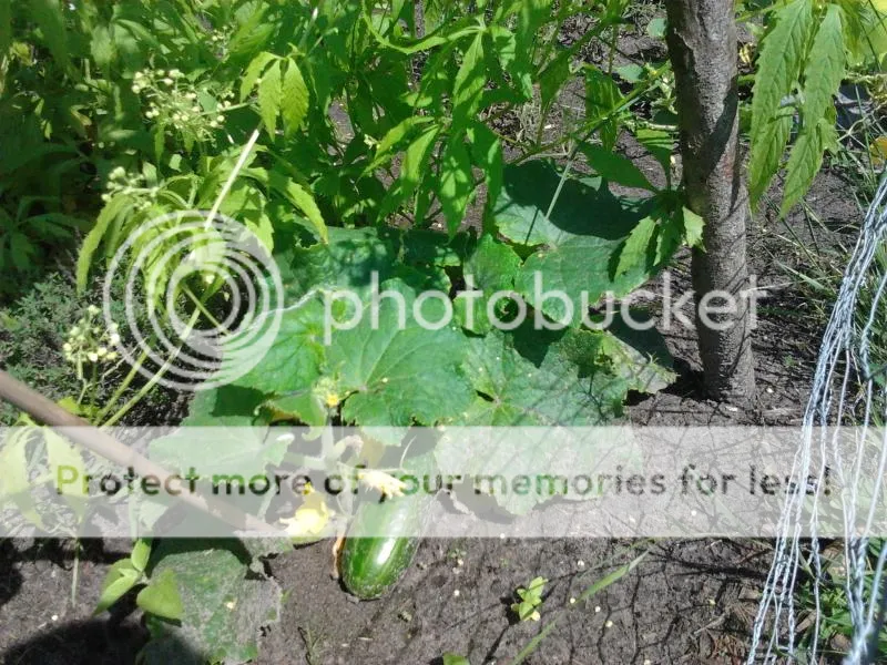 2014-07-22143355_zps608a9ba4.jpg