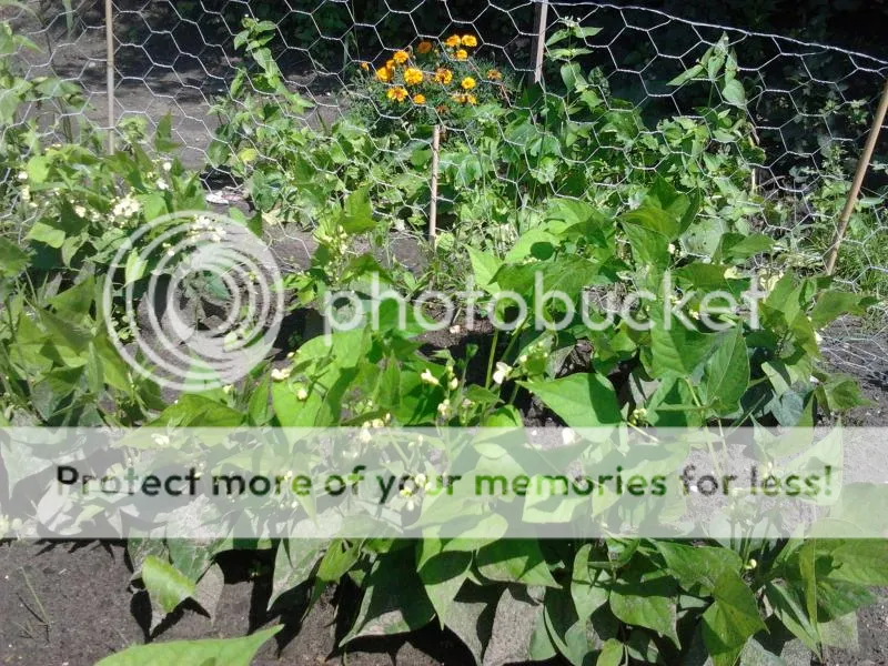 2014-07-22143523_zps0298e6aa.jpg