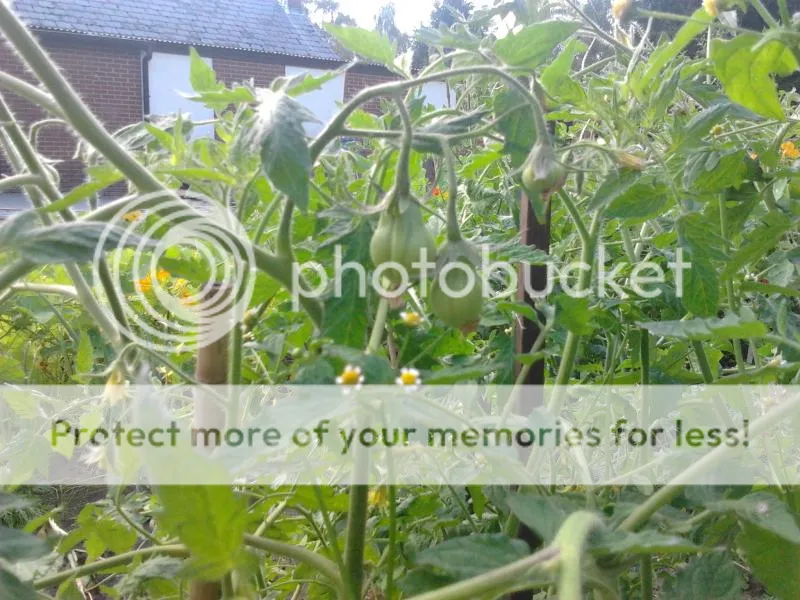 2014-07-27174350_zps424ee7e3.jpg