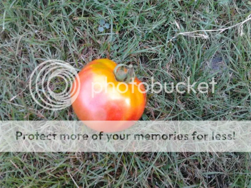 2014-08-02103849_zps0b68d3c2.jpg