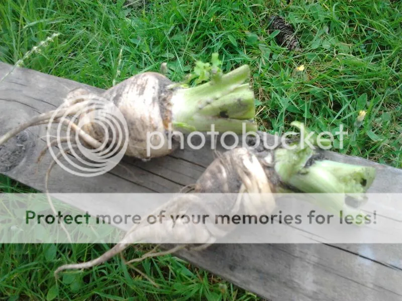 2014-08-02124459_zpsb33d56f1.jpg