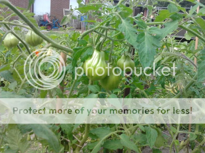 2014-08-02124608_zps548a5b79.jpg