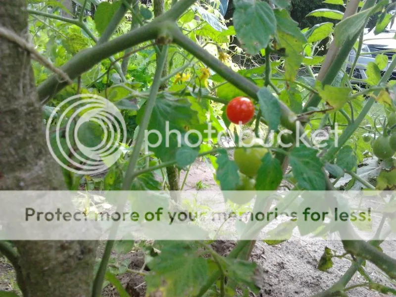 2014-08-02124631_zps0fc9ad7a.jpg
