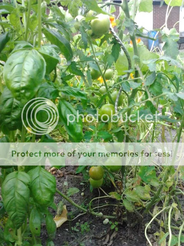 2014-08-02124658_zps99f4fbce.jpg