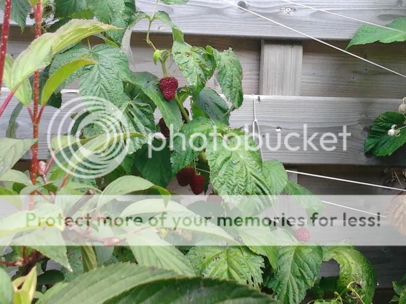 2014-08-08102716_zps8a37001e.jpg