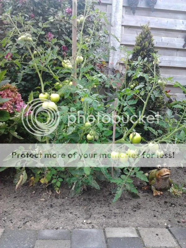 2014-08-08103955_zps5015d314.jpg