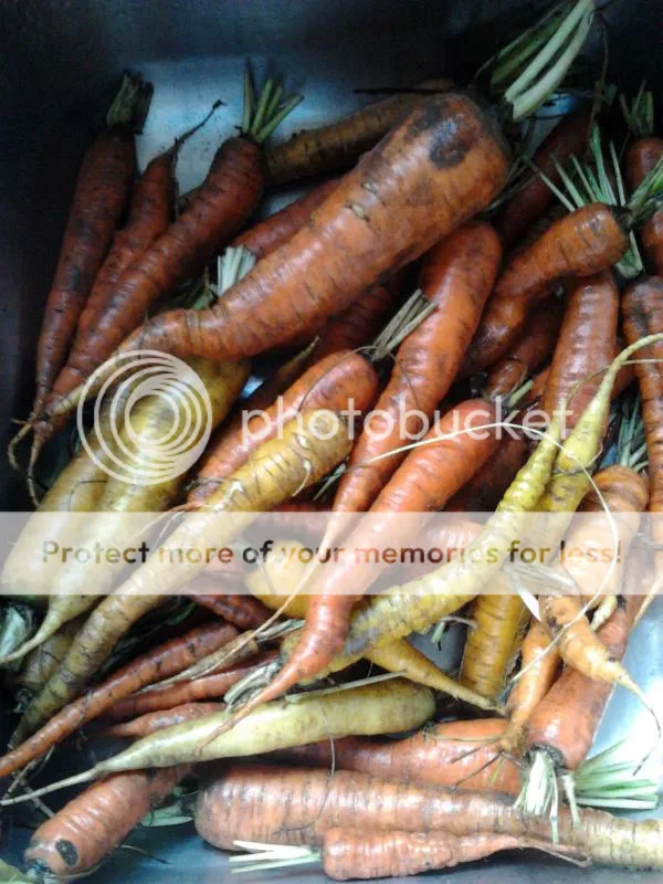 2014-08-13180044_zps09edcfd5.jpg