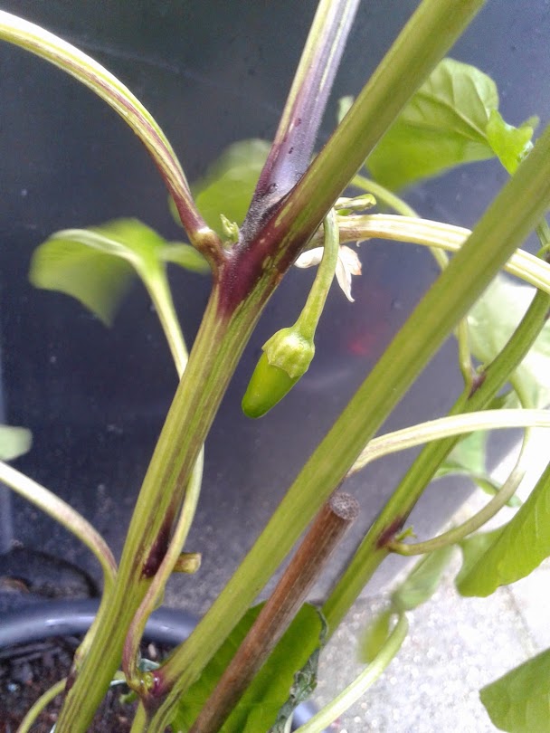 20140511_154156.jpg