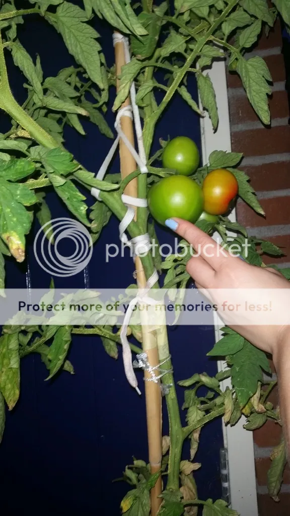 20140719_220841_zpskcpoahuj.jpg