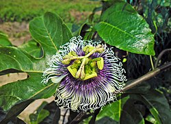 File:Passiflora edulis flower in Hong Kong Mar 9 2013.JPG