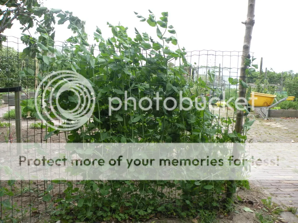 29meimoestuin001.jpg