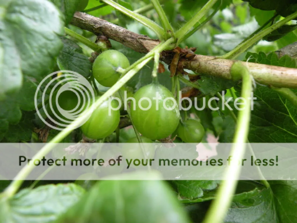 29meimoestuin006.jpg