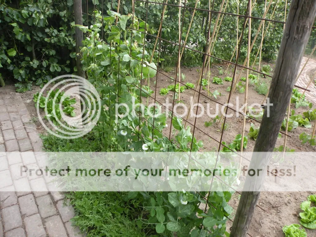 29meimoestuin012.jpg