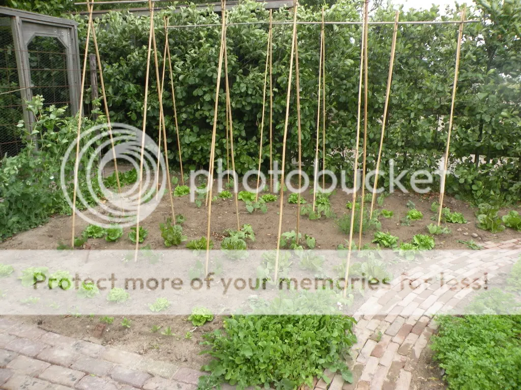 29meimoestuin013.jpg