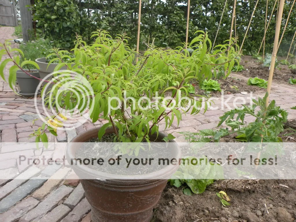29meimoestuin015.jpg